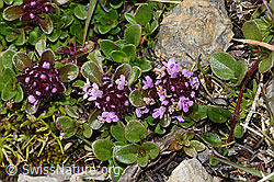 F195340: Vielhaariger Thymian (Thymus polytrichus)