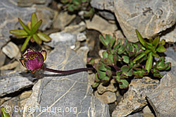 Gletscher-Hahnenfuss (Ranunculus glacialis) (F195342)