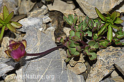Gletscher-Hahnenfuss (Ranunculus glacialis) (F195344)