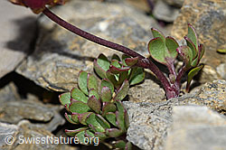 Gletscher-Hahnenfuss (Ranunculus glacialis) (F195345)