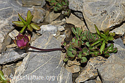 Gletscher-Hahnenfuss (Ranunculus glacialis) (F195346)