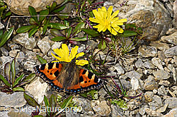 Kleiner Fuchs (Aglais urticae) auf Berg-Milchkraut (Leontodon montanus) (F195349)