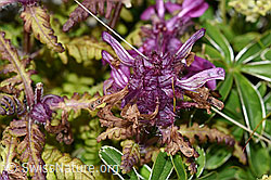 Quirlblättriges Läusekraut (Pedicularis verticillata) (09.2021, F195354)