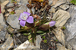Feld-Enzian (Gentiana campestris) (09.2021, F195362)