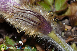 F210027: Frühlings-Anemonen (Pulsatilla vernalis)