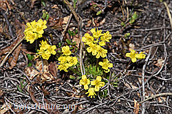 Hoppes Felsenblümchen (Draba hoppeana) (21.05.2022, F210028)