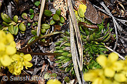 Hoppes Felsenblümchen (Draba hoppeana) (21.05.2022, F210030)