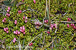 Alpenazalee (Loiseleuria procumbens) (F210033)