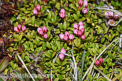 Alpenazalee (Loiseleuria procumbens) (F210034)