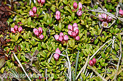 Alpenazalee (Loiseleuria procumbens) (F210035)