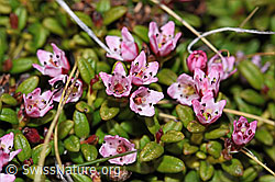 Alpenazalee (Loiseleuria procumbens) (F210058)