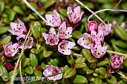 Alpenazalee (Loiseleuria procumbens) (F210059)