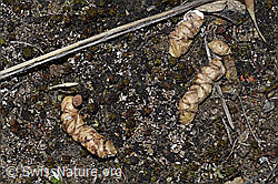 Alpenschneehuhn (Lagopus mutus), Losung (F210070)