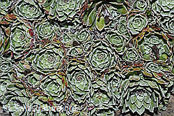 Trauben-Steinbrech (Saxifraga paniculata) (F210078)