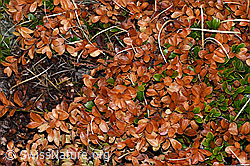 Foto: Immergrüne Bärentraube (Arctostaphylos uva-ursi)