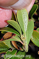 Foto: Immergrüne Bärentraube (Arctostaphylos uva-ursi)