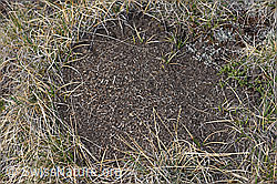 Grosse Kerbameise (Formica exsecta) (F210090)