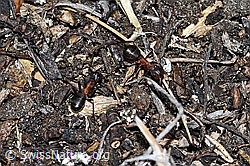 Grosse Kerbameise (Formica exsecta) (F210092)
