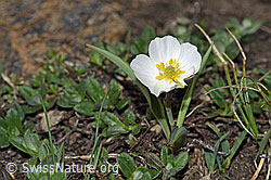 Pyrenäen-Hahnenfuss (Ranunculus kuepferi) (F210099)