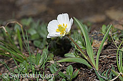 Pyrenäen-Hahnenfuss (Ranunculus kuepferi) (F210101)