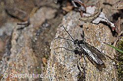 Foto: Schwarze Getreideblattwespe (Dolerus nitens)