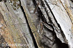 Schnake der Gattung Tipula (21.05.2022, F210114)