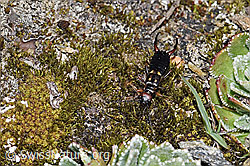 F210128: Zweipunkt-Ohrwurm (Anechura bipunctata)