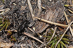 Metallischer Grabkäfer (Pterostichus burmeisteri) (21.05.2022, F210146)