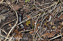 F210159: Zweipunkt-Ohrwurm (Anechura bipunctata)