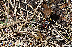 F210160: Zweipunkt-Ohrwurm (Anechura bipunctata)