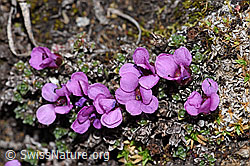 Gegenblättriger Steinbrech (Saxifraga oppositifolia) (21.05.2022, F210164)