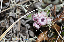 Gemeines Katzenpfötchen (Antennaria dioica) (F210166) Gemeines Katzenpfötchen (Antennaria dioica) (F210166)