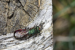 Foto: Chrysura hirsuta (Goldwespe)
