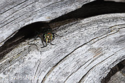 Foto: Chrysura hirsuta (Goldwespe)