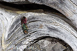 Foto: Chrysura hirsuta (Goldwespe)