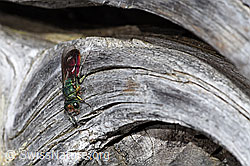 Foto: Chrysura hirsuta (Goldwespe)