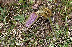 Frühlings-Anemonen (Pulsatilla vernalis) (21.05.2022, F210205)