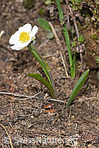 Pyrenäen-Hahnenfuss (Ranunculus kuepferi) (F210207)
