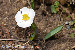 Pyrenäen-Hahnenfuss (Ranunculus kuepferi) (F210208)