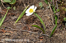 Pyrenäen-Hahnenfuss (Ranunculus kuepferi) (F210209)