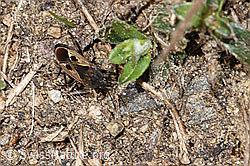 Foto: Rhyparochromus pini (Wanze)