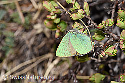 Brombeer-Zipfelfalter (Callophrys rubi) (F210223)