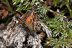 Kleiner Fuchs (Aglais urticae) (21.05.2022, F210234)