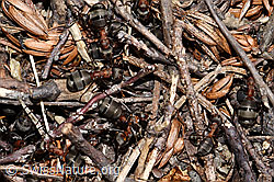 Foto: Starkbeborstete Gebirgswaldameisen (Formica lugubris)