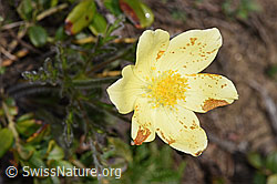 Schwefel-Anemone (Pulsatilla alpina ssp. apiifolia) (F210247)