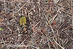Feld-Sandlaufkäfer (Cicindela campestris) (21.05.2022, F210254)
