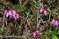Erica carnea (F210257)