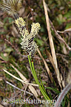 F210259: Frühlings-Segge (Carex caryophyllea)