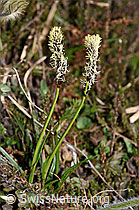 F210260: Frühlings-Segge (Carex caryophyllea)