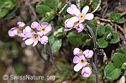 Fleischroter Mannsschild (Androsace puberula) (F210263)